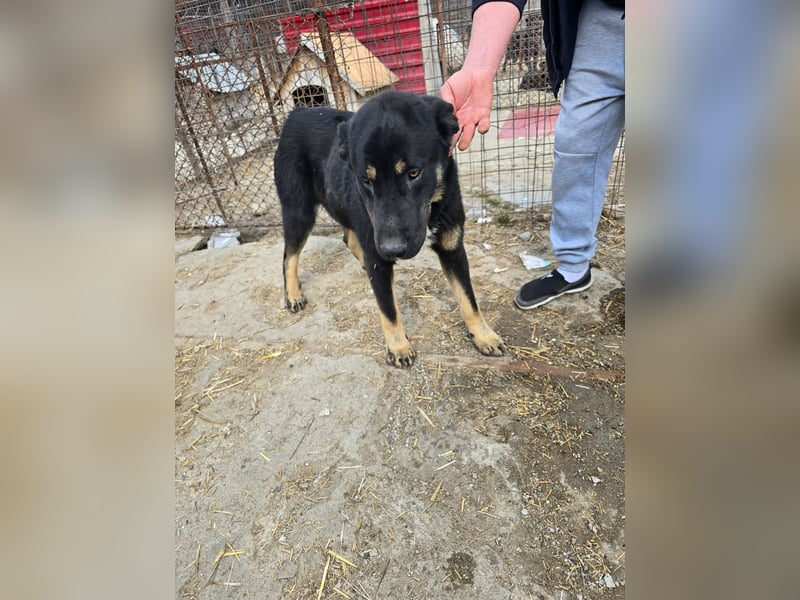 Murphy - freundlich und verschmust