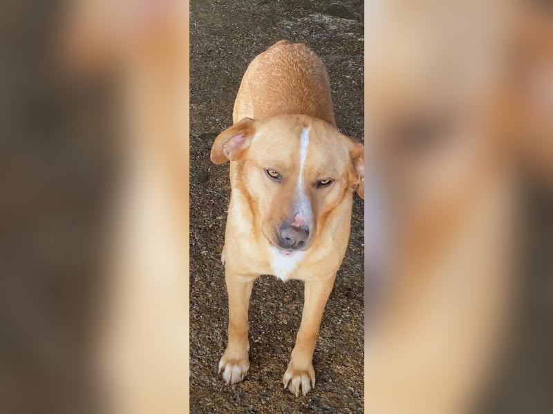 Simba - menschenbezogen