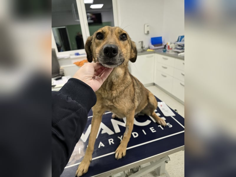 Jessy - sanft und freundlich