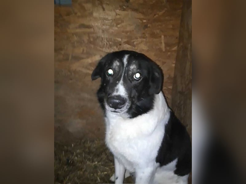 Joschi - seit 4 Jahren im Shelter