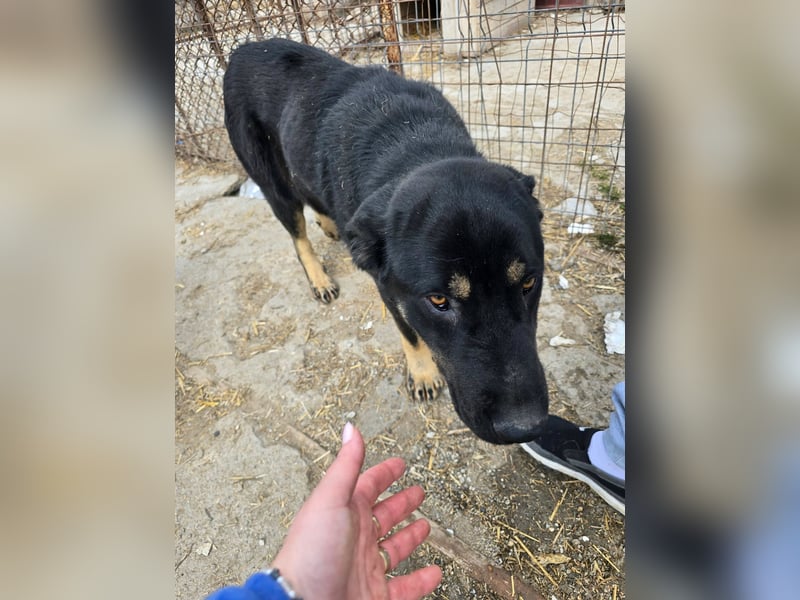 Murphy - freundlich und verschmust