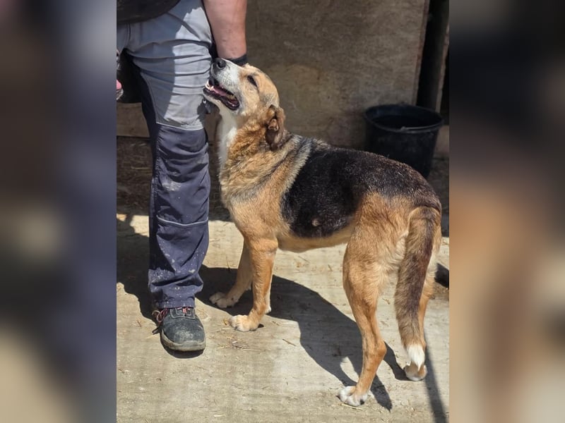 Glorie - von ihrem Besitzer ausgesetzt Glorie - von ihrem Besitzer ausgesetzt