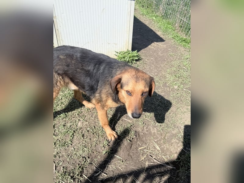 Nathan - ein Herzenshund