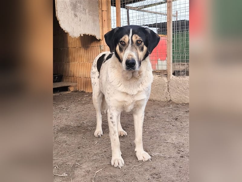 Fleurie - Endstation Shelter?
