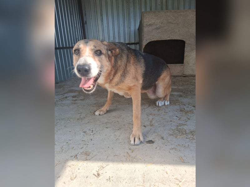 Glorie - von ihrem Besitzer ausgesetzt Glorie - von ihrem Besitzer ausgesetzt