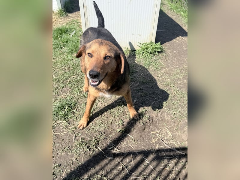 Nathan - ein Herzenshund