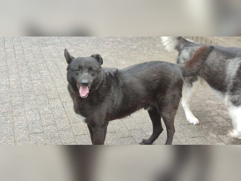 Raven - lieber Anfängerhund