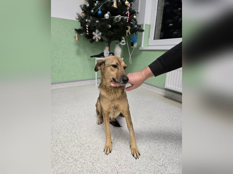 Jessy - sanft und freundlich