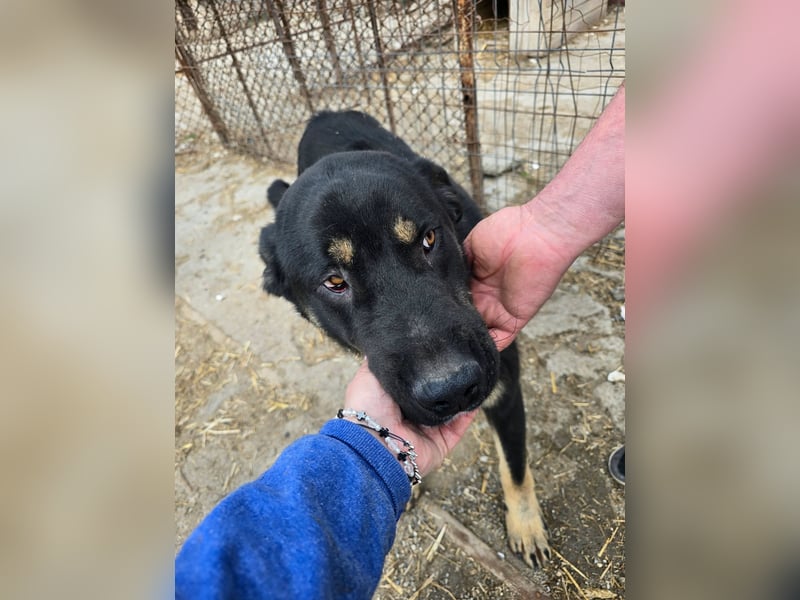 Murphy - freundlich und verschmust