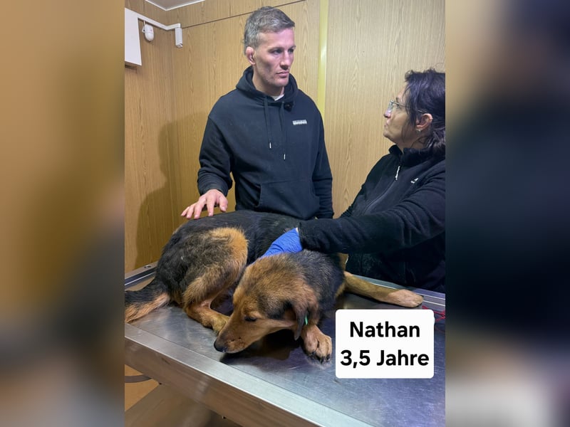 Nathan - ein Herzenshund