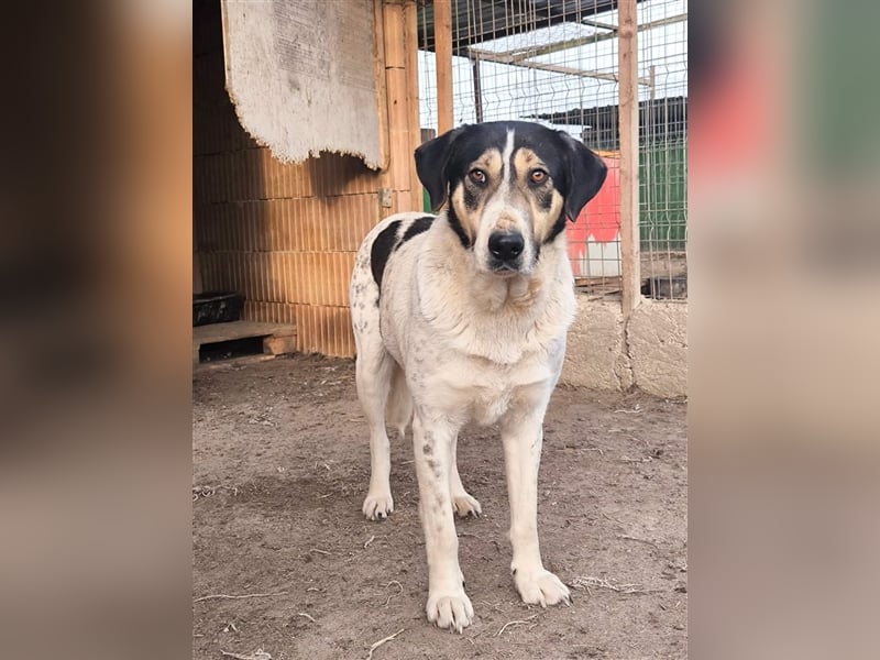 Fleurie - Endstation Shelter?
