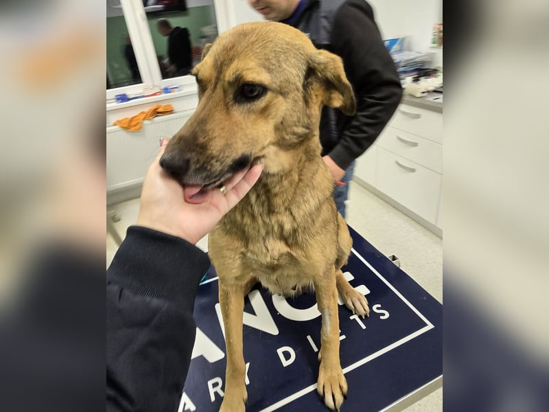 Jessy - sanft und freundlich