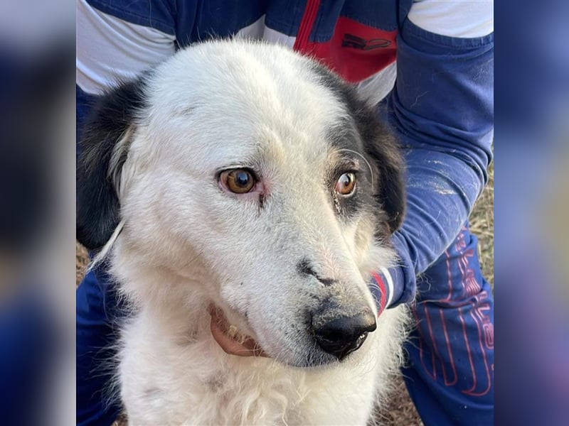 Bianca - sucht ihren Retter