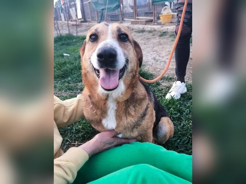 Glorie - von ihrem Besitzer ausgesetzt Glorie - von ihrem Besitzer ausgesetzt