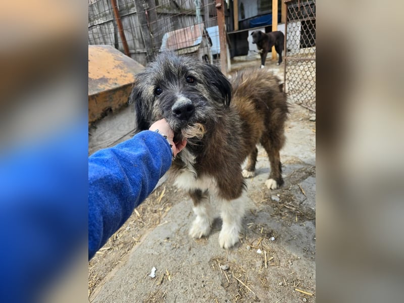 Emil - lieber Hundeopi aus der Tötung