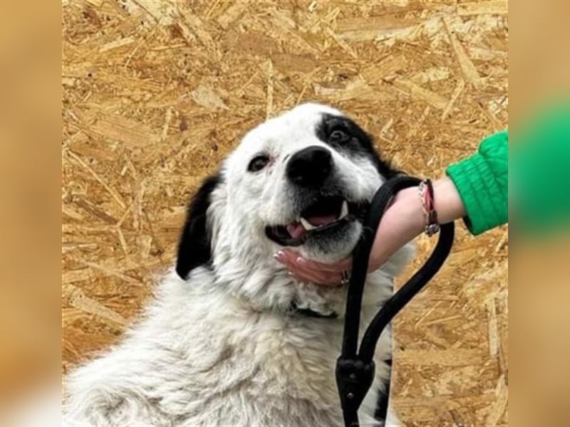 Bianca - sucht ihren Retter