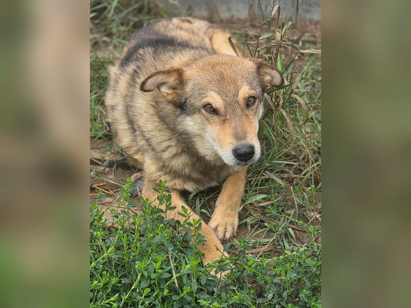 Max (2) - seit über 4 Jahren im Shelter