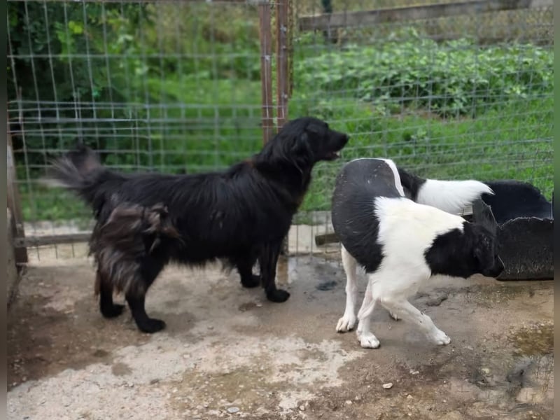 Joschi - wartet seit 5 Jahren