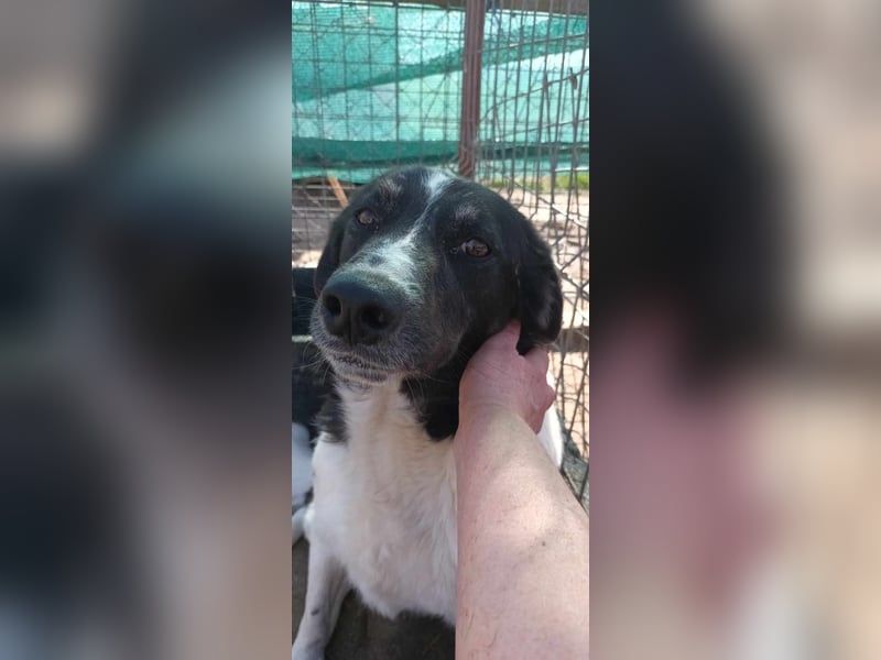 Joschi - wartet seit 5 Jahren