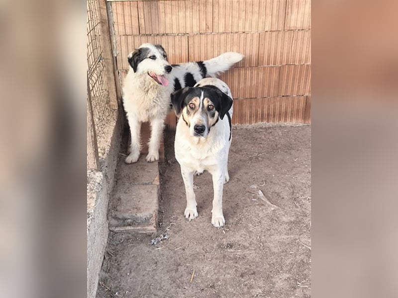 Fleurie - Endstation Shelter?