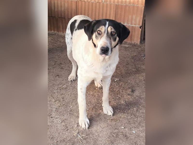 Fleurie - Endstation Shelter?