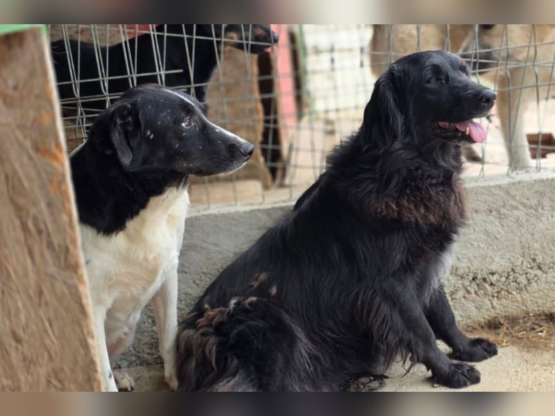 Joschi - wartet seit 5 Jahren