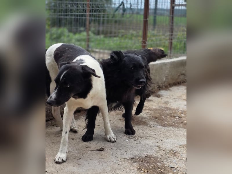 Joschi - wartet seit 5 Jahren