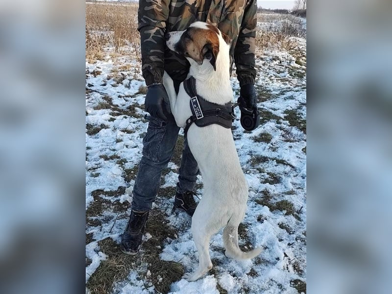 Louan - sehr menschenbezogen und verschmust