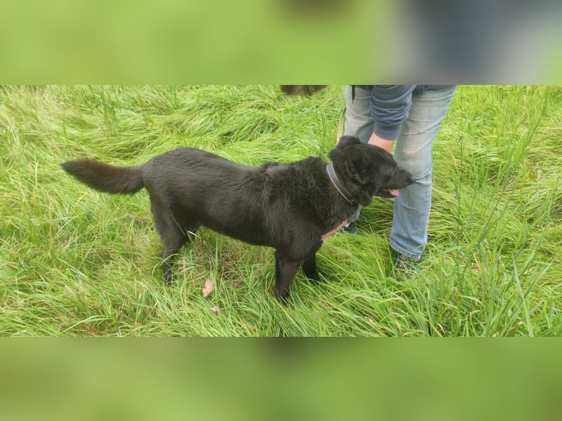 Raven - lieber Anfängerhund
