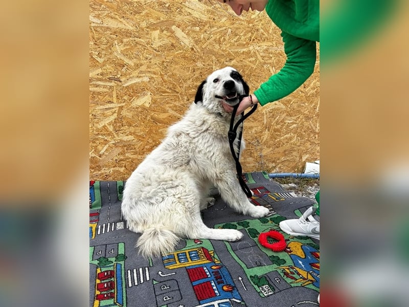 Bianca - sucht ihren Retter