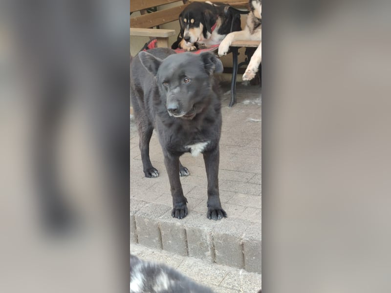 Raven - lieber Anfängerhund