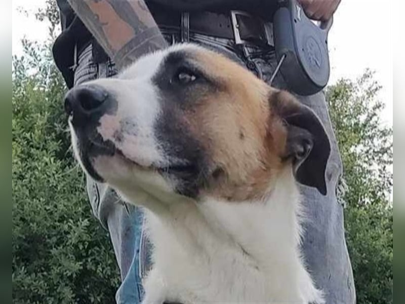 Louan - sehr menschenbezogen und verschmust