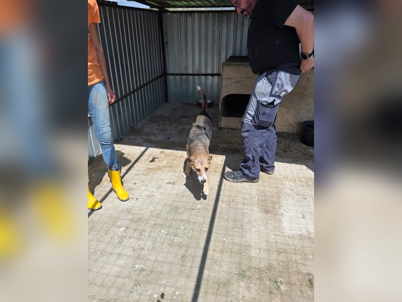 Glorie - von ihrem Besitzer ausgesetzt Glorie - von ihrem Besitzer ausgesetzt