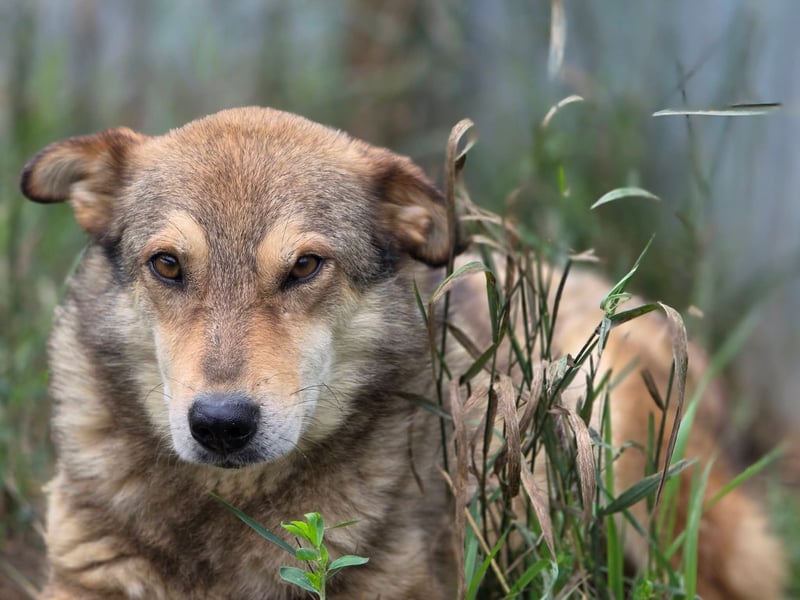 Max (2) - seit über 4 Jahren im Shelter