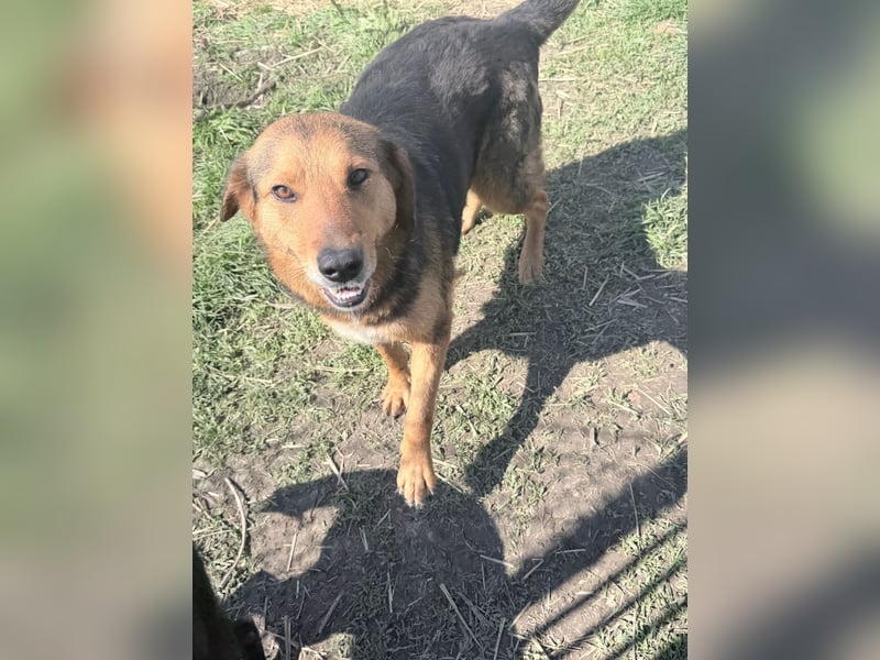 Nathan - ein Herzenshund