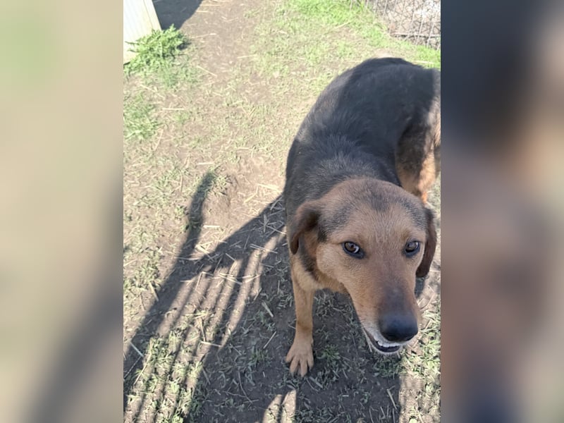 Nathan - ein Herzenshund