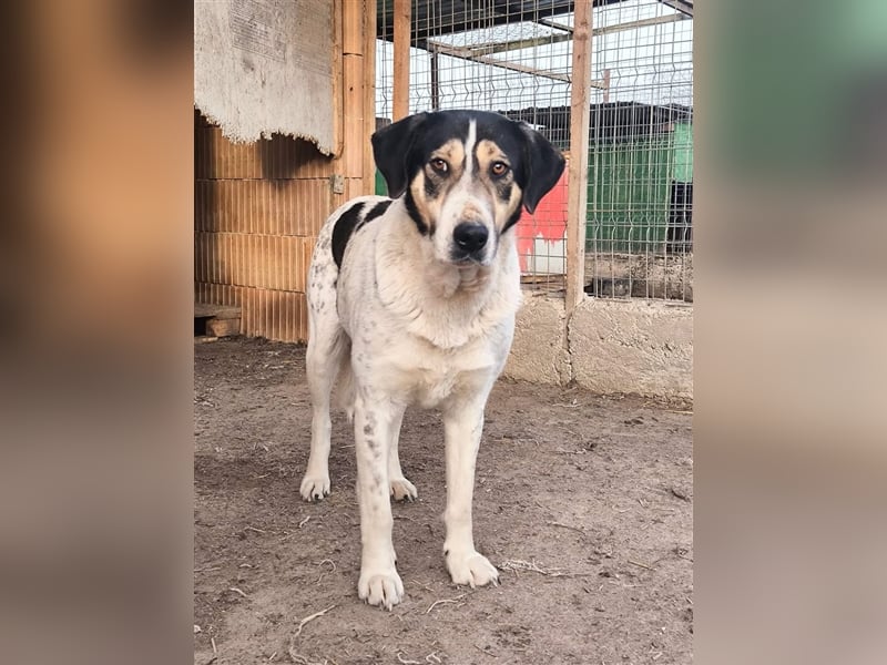 Fleurie - Endstation Shelter?