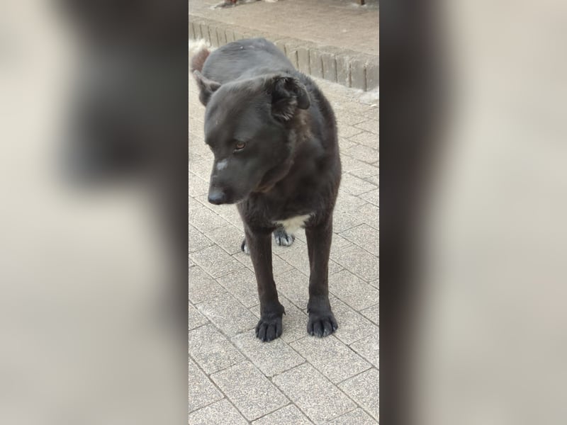 Raven - lieber Anfängerhund
