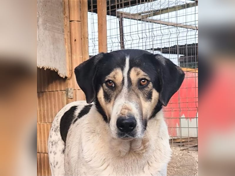 Fleurie - Endstation Shelter?
