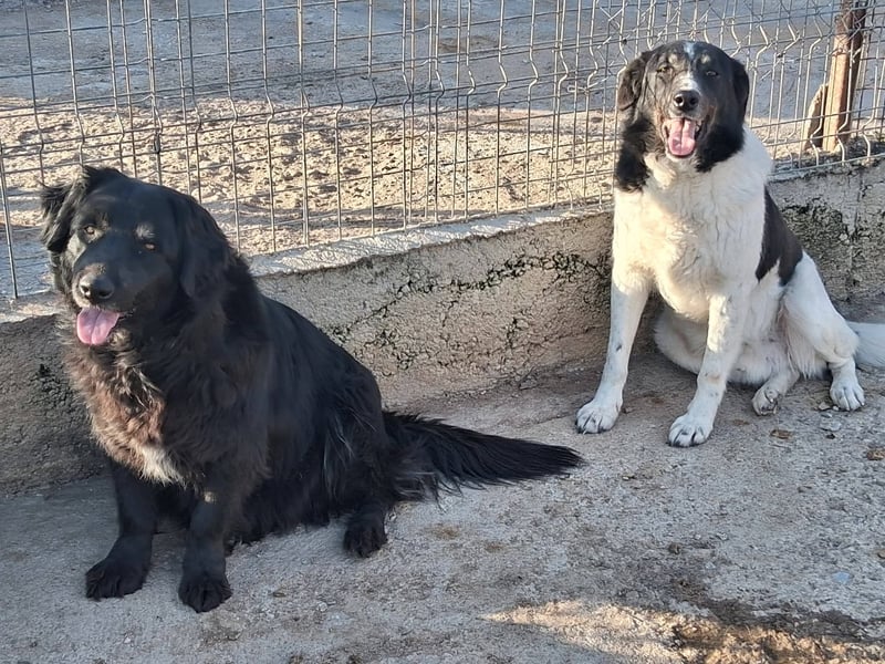 Joschi - trauriges Schicksal