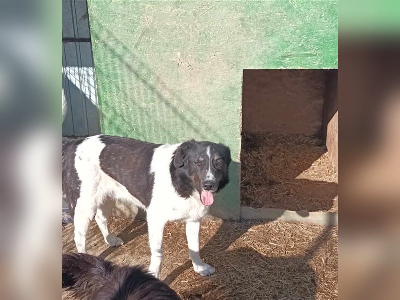 Joschi - seit 4 Jahren im Shelter