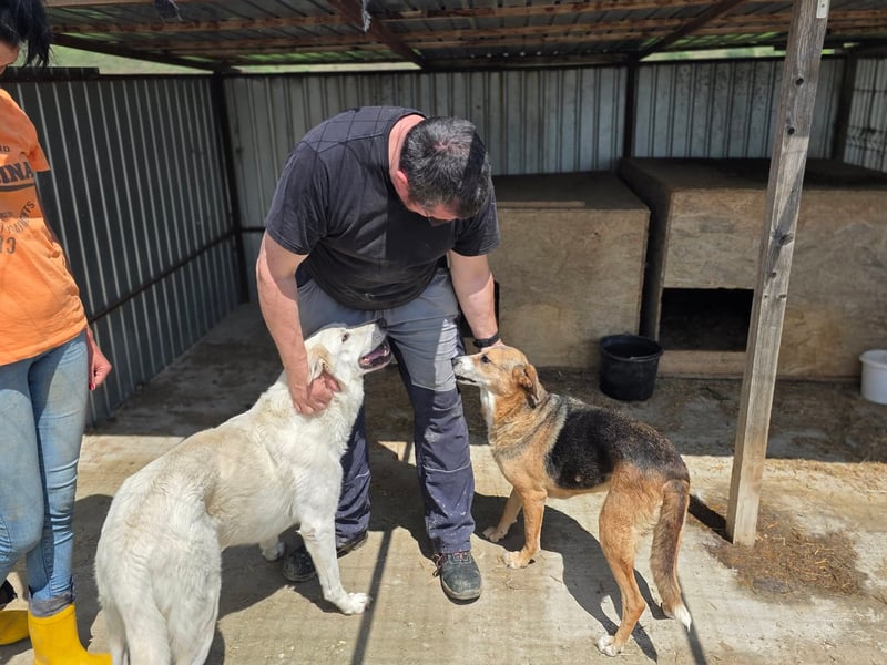 Glorie - von ihrem Besitzer ausgesetzt Glorie - von ihrem Besitzer ausgesetzt