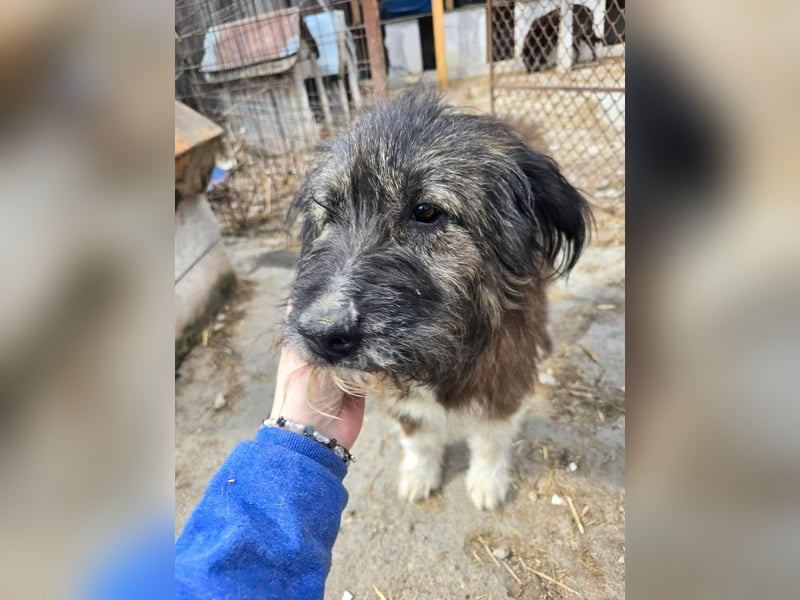 Emil - lieber Hundeopi aus der Tötung