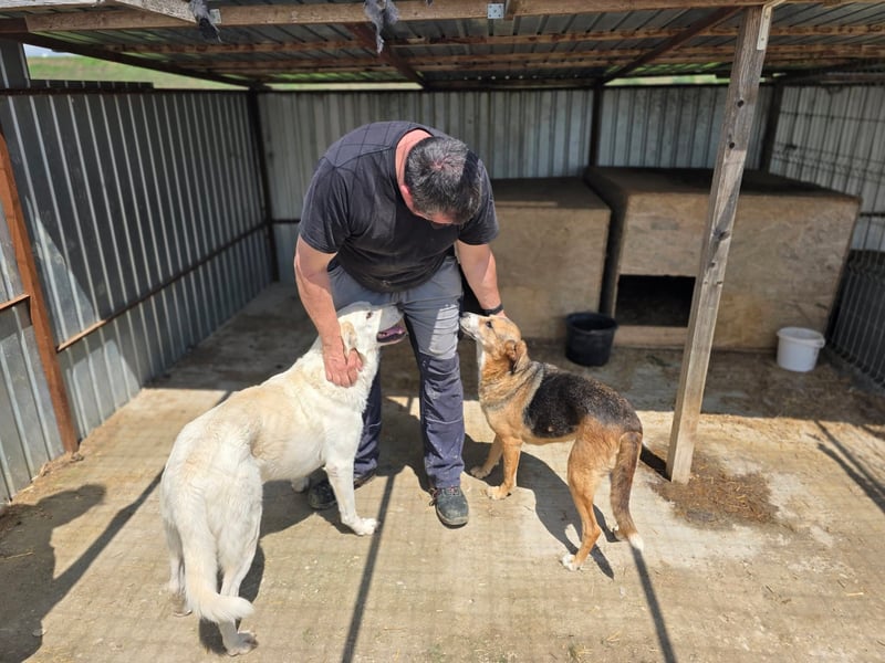 Glorie - von ihrem Besitzer ausgesetzt Glorie - von ihrem Besitzer ausgesetzt