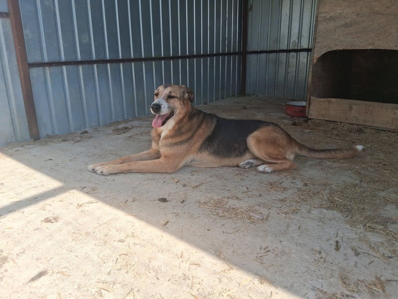 Glorie - von ihrem Besitzer ausgesetzt Glorie - von ihrem Besitzer ausgesetzt