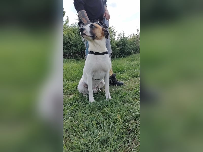 Louan - sehr menschenbezogen und verschmust