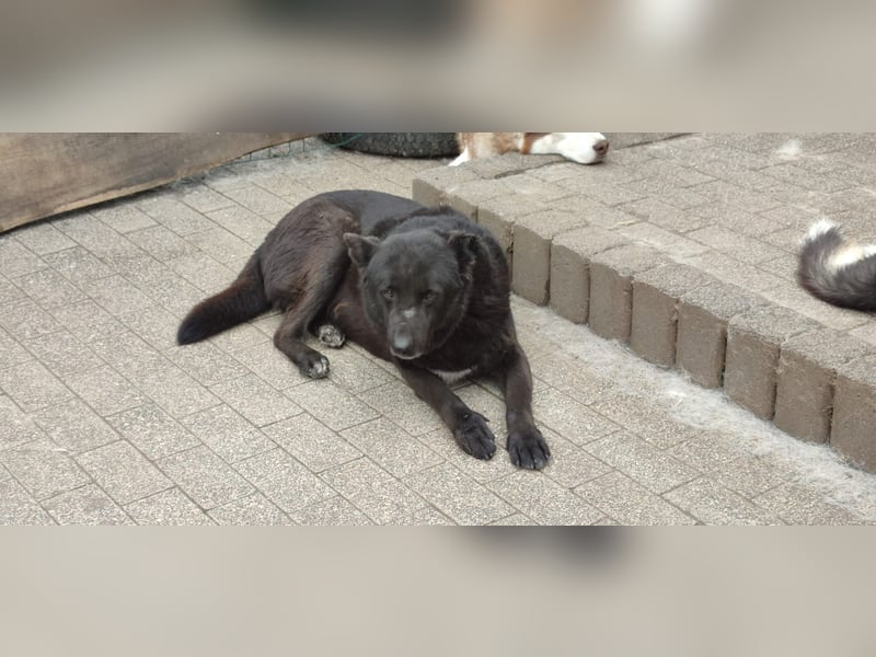 Raven - lieber Anfängerhund