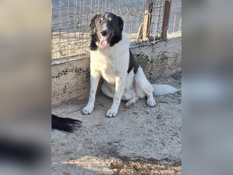 Joschi - trauriges Schicksal