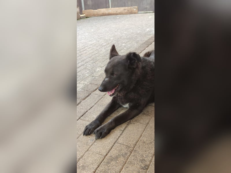 Raven - lieber Anfängerhund