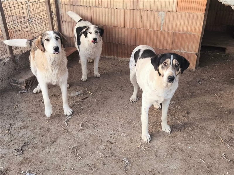Fleurie - Endstation Shelter?